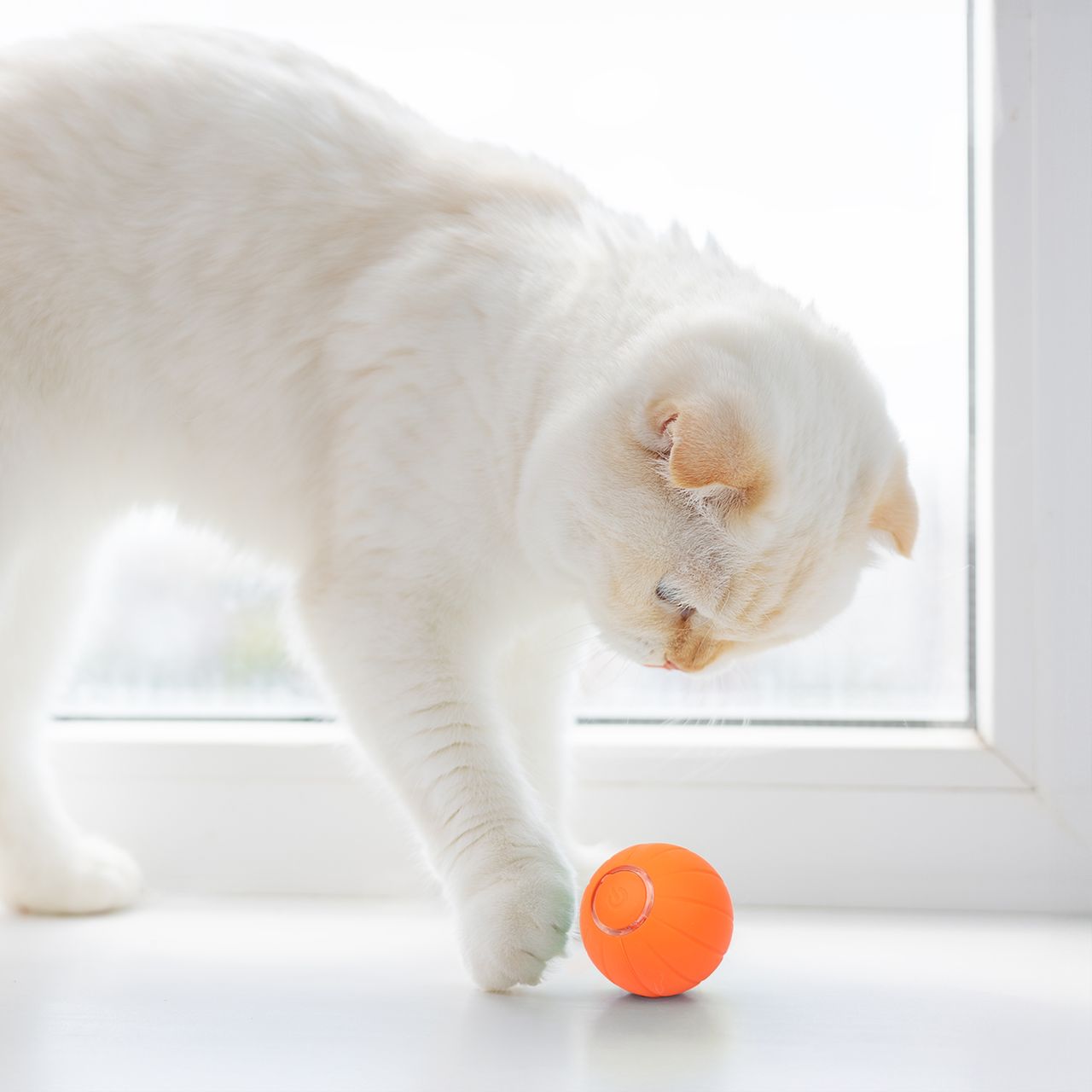 Whiska Ball (Special Edition)